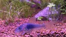 054l - Corydoras Oasis - Pescado
