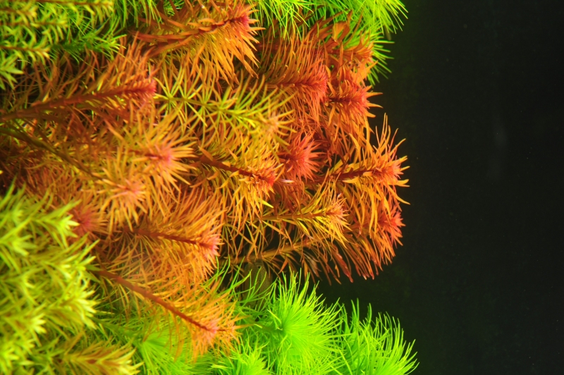 ludwigia pantanal.JPG