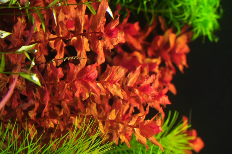 Rotala Macrandra red.JPG