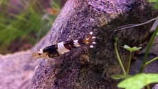 054l - Corydoras Oasis - Pescado