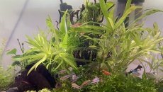 054l - Corydoras Oasis - Pescado