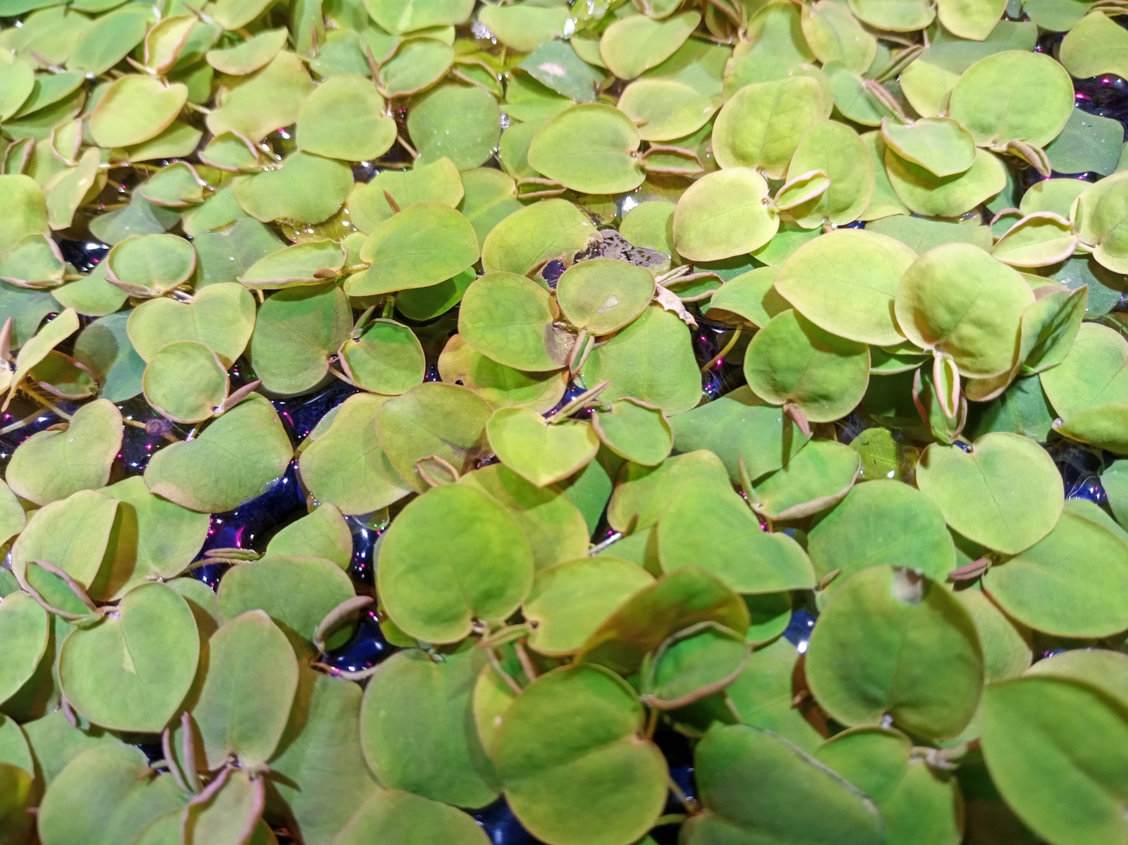 phyl_flui.jpg