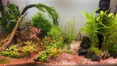 054l - Corydoras Oasis - Pescado