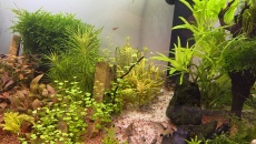 054l - Corydoras Oasis - Pescado
