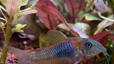 054l - Corydoras Oasis - Pescado