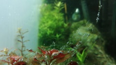 2 tygodniowe akwarium 60l problem z glonami