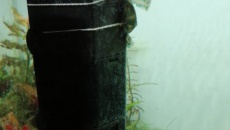 2 tygodniowe akwarium 60l problem z glonami
