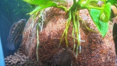 Nannacara Anomala