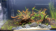 250l - B/N/T - Daimio