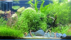 250l - B/N/T - Daimio