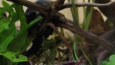 Problem z microsorium mini i windelov