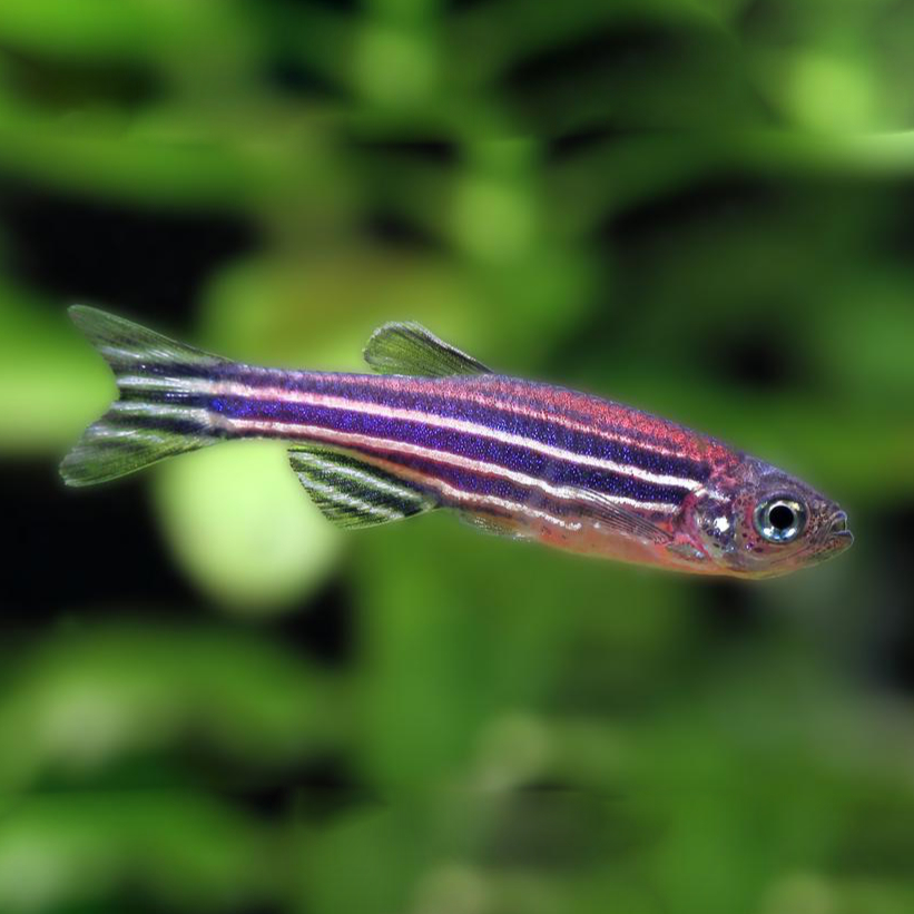 danio-pregowane.jpeg