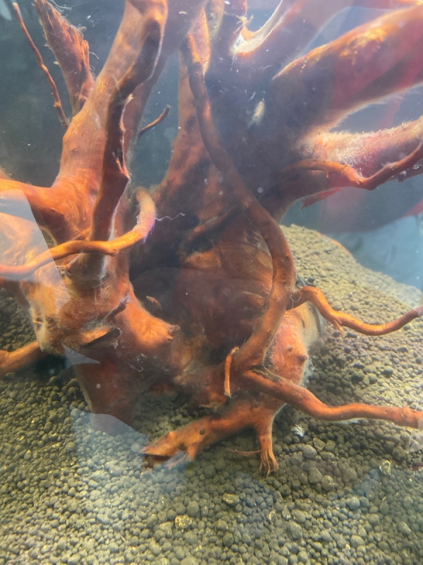 Image1634380037.697590.jpg