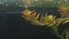 2xVivid 2 na 120x50x50