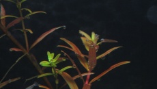 2xVivid 2 na 120x50x50