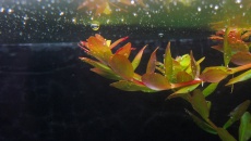 2xVivid 2 na 120x50x50