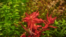 Rotala macrandra 'Variegated'