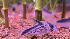 054l - Corydoras Oasis - Pescado