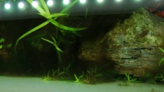 2 tygodniowe akwarium 60l problem z glonami
