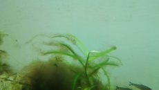 2 tygodniowe akwarium 60l problem z glonami