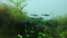 2 tygodniowe akwarium 60l problem z glonami