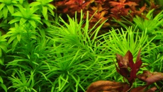 Pogostemon Heidelberg