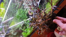 Bucephalandra Catherine Szczepki XXL.