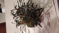Bucephalandra Catherine Szczepki XXL.