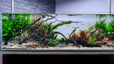 070l - David Braun (Tropica)