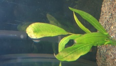 Problemy z roslinami
