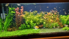 Qualdrop micro plant & fe Hybrid ustawienie odpowiednie dawk
