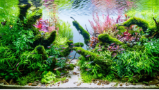 Glossy 260l, Ada Amazonia + gotowy zestaw roślin