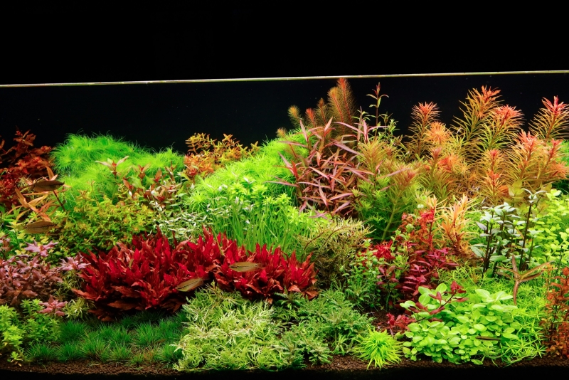 _56A1545.jpg