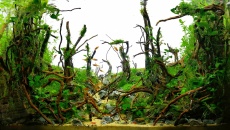 065l - Forest of Infinity - Mateusz Salawa
