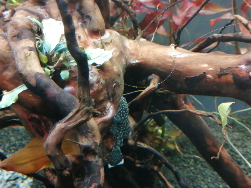 IMG_20220112_182435.jpg