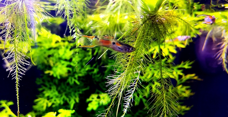 guppy.jpg