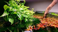 360l - Inside the roots -  pawel81