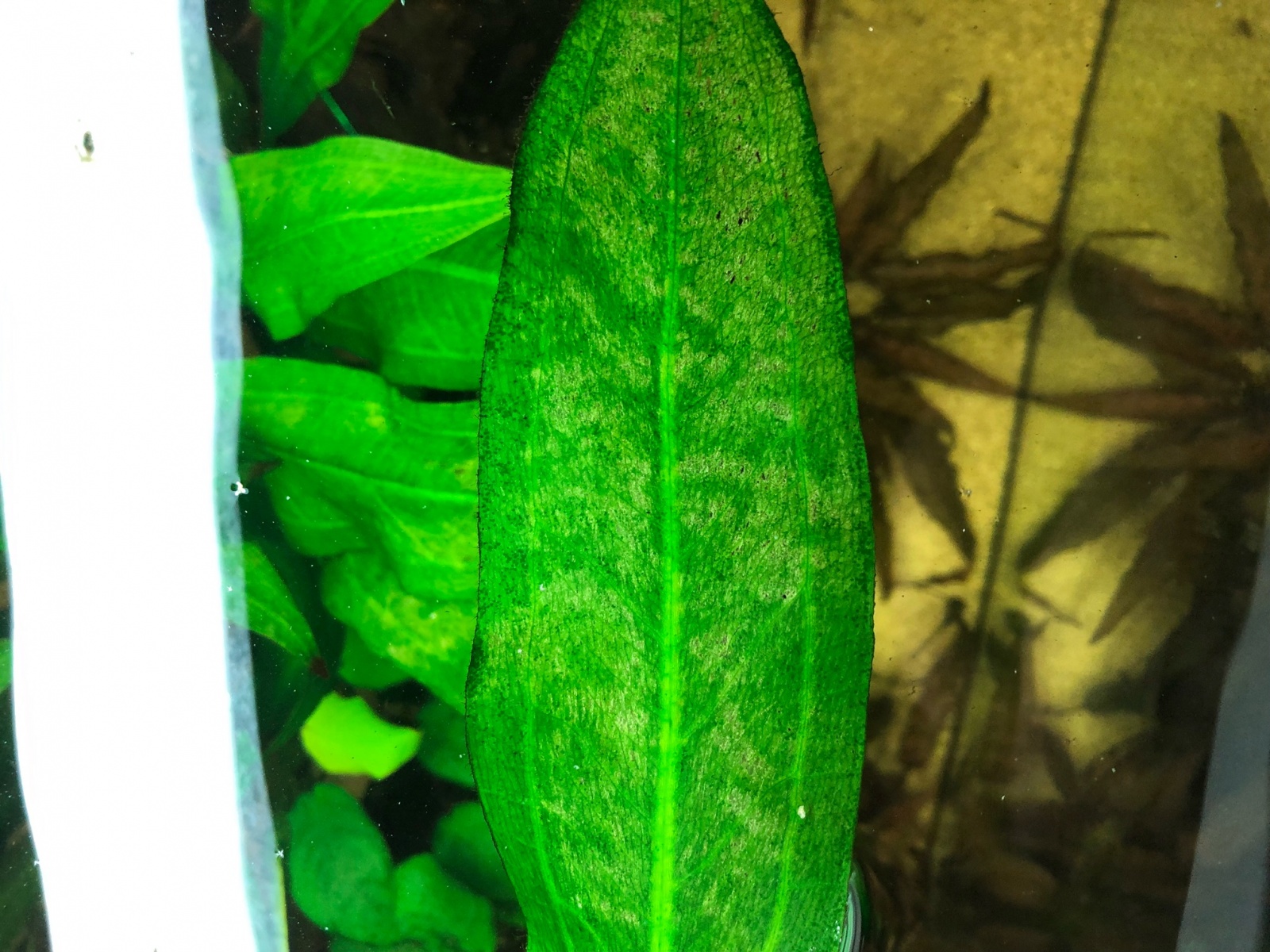 echinodorus1.jpeg