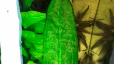 Echinodorus bleheri