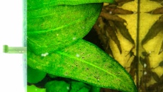 Echinodorus bleheri