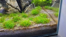 3 tydzień akwa okrzemki mnie chcą zjeść