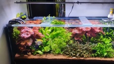 Sprzedam akwarium optiwhite 882 l (180x70x70) + sump 192 l