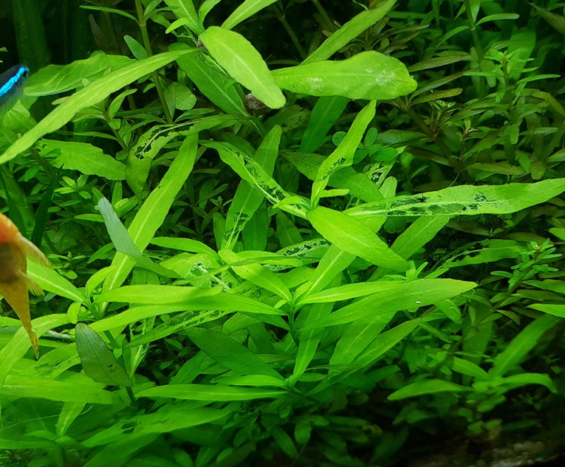 Polysperma1.jpg