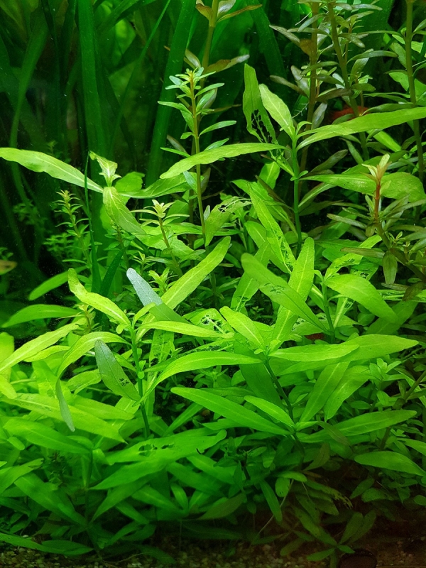 Polysperma2.jpg
