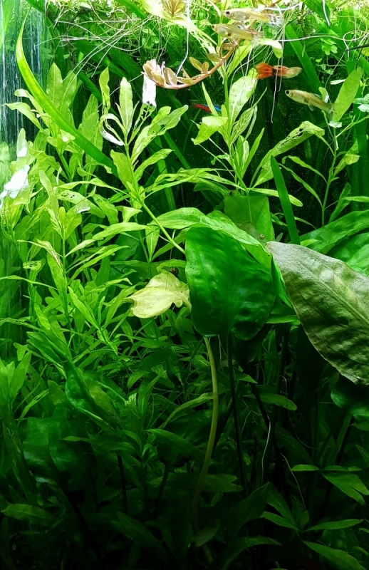 Polysperma4.jpg