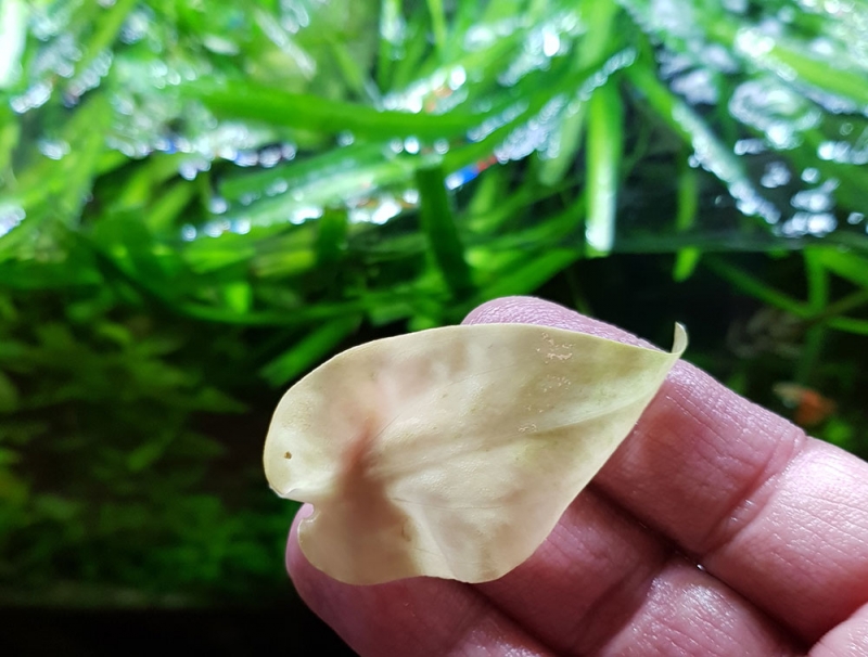 Cryptocoryna.jpg