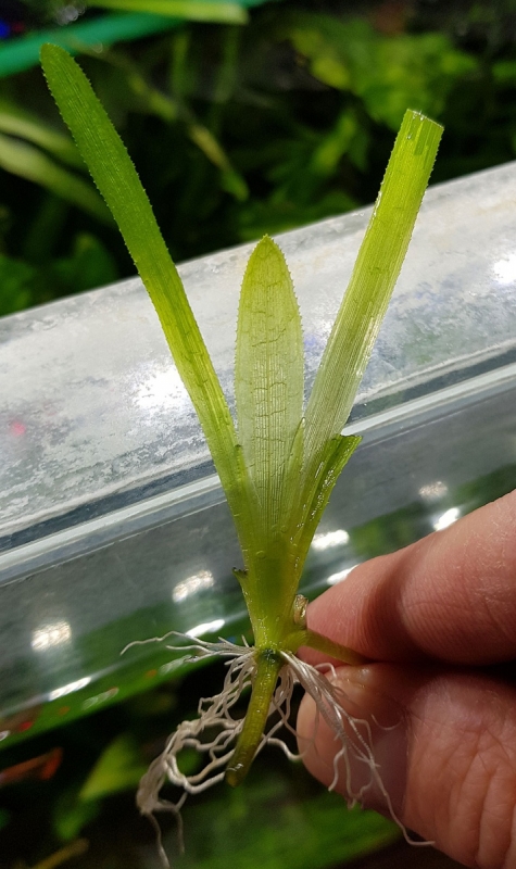 vallisneria.jpg