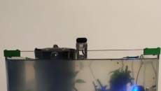 Problem z microsorium mini i windelov