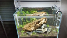 020l - Mini M -  anubias81