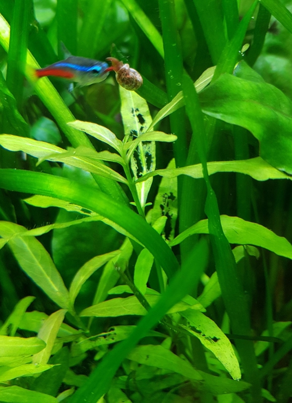 Polysperma.jpg